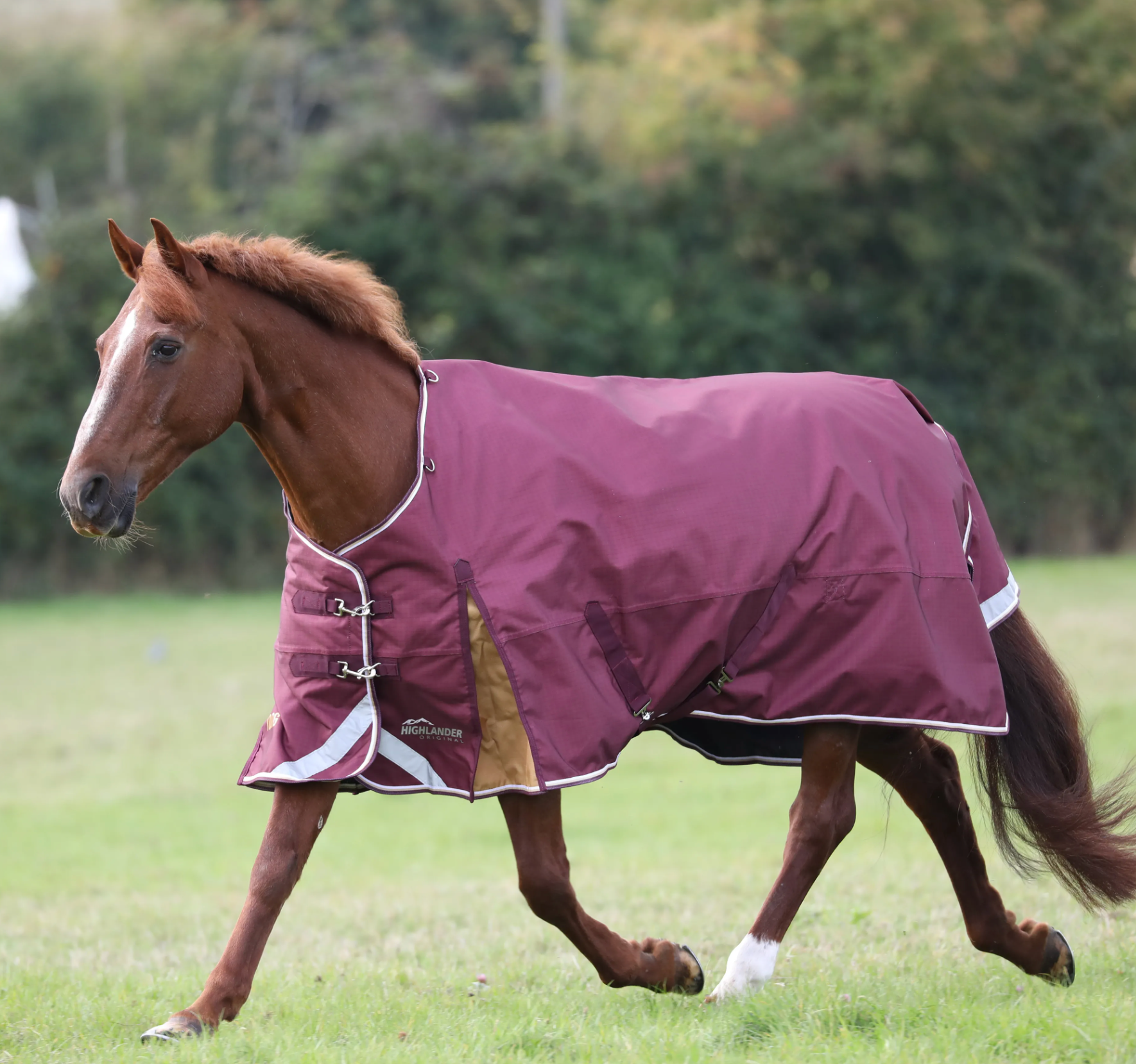Warm and Comfortable Blankets for Horse by Gee Gee Equine